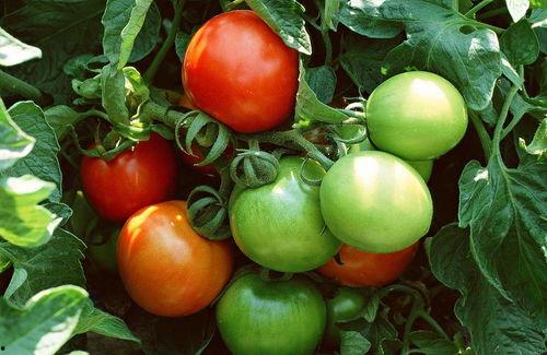 朝堂吃瓜番茄小说免费阅读  第1张